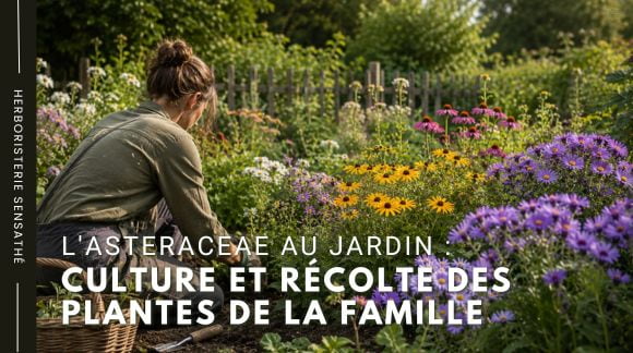 L'Asteraceae au jardin  culture et récolte des plantes de la famille - Herboristerie Sensathé 